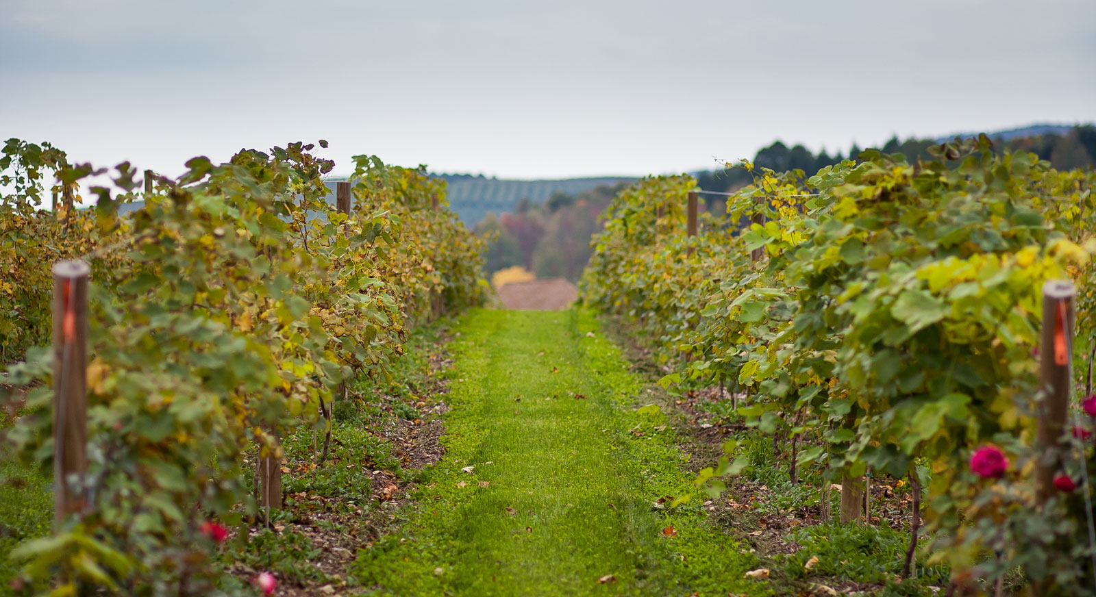 photo of the vineyard