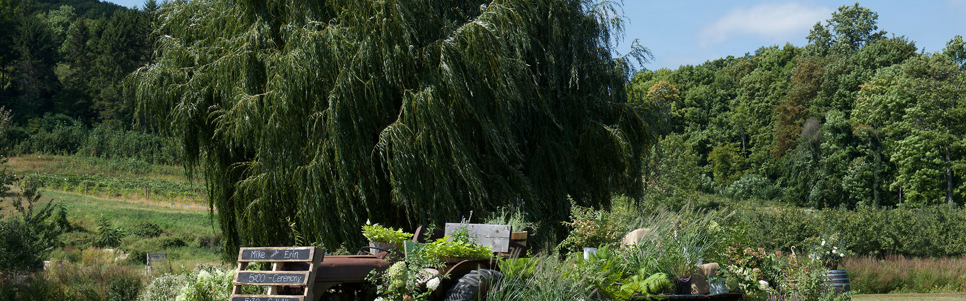 view of the weeping willow